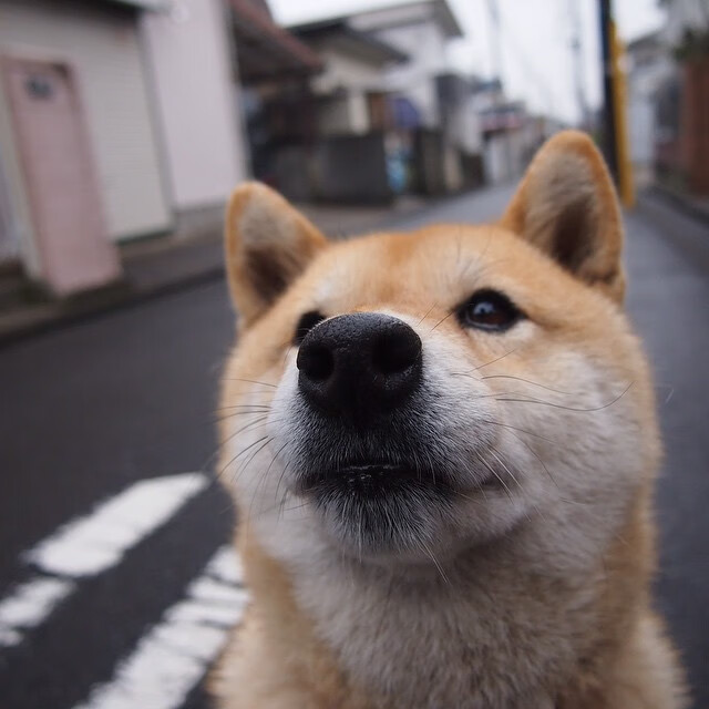 年度焦点之战，末节上演窒息攻防，猛龙逆转獠牙灰熊诠释冠军底蕴