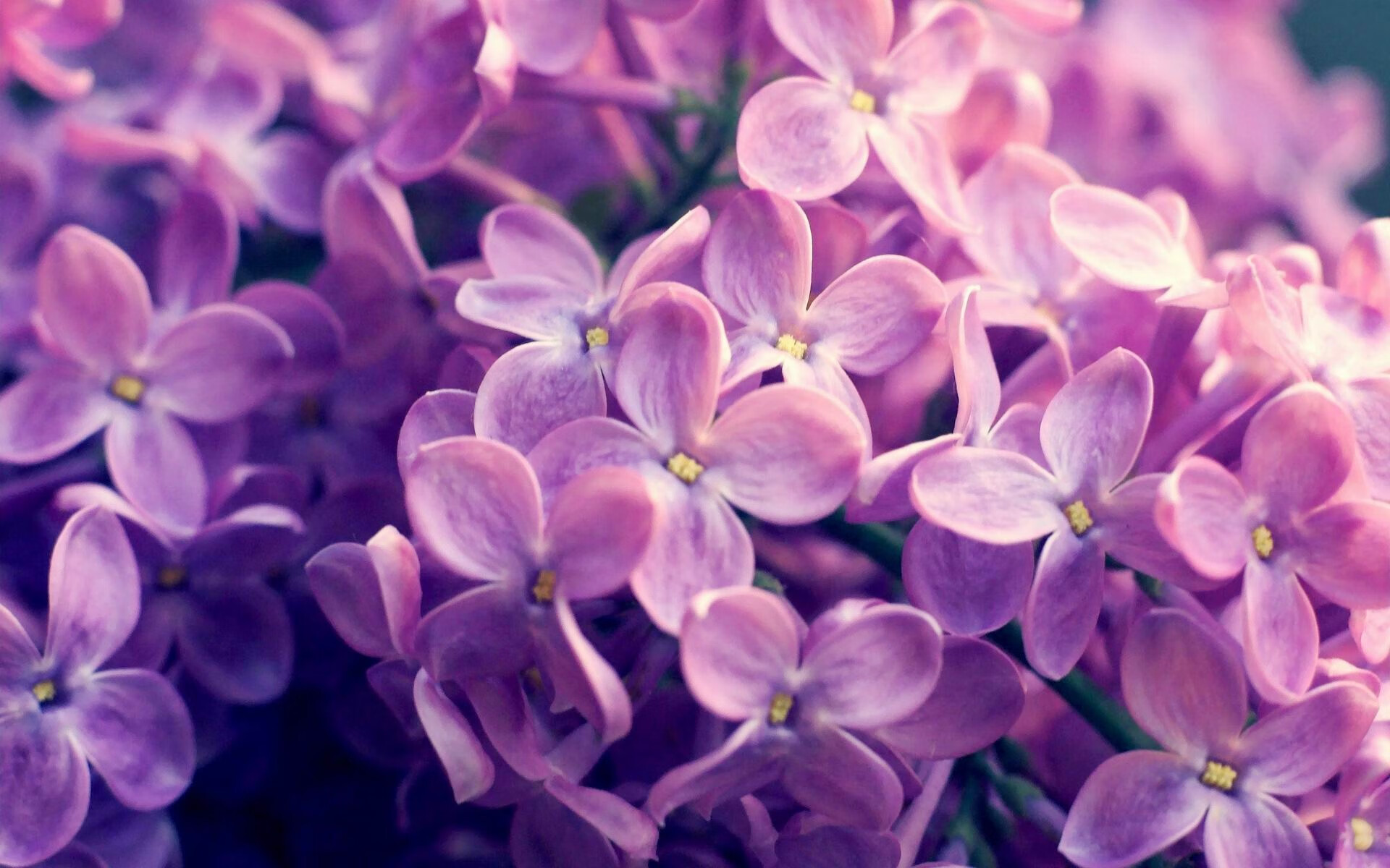 北欧铁卫锁死黄色潜水艇，亚洲闪电黄喜灿绽放光芒