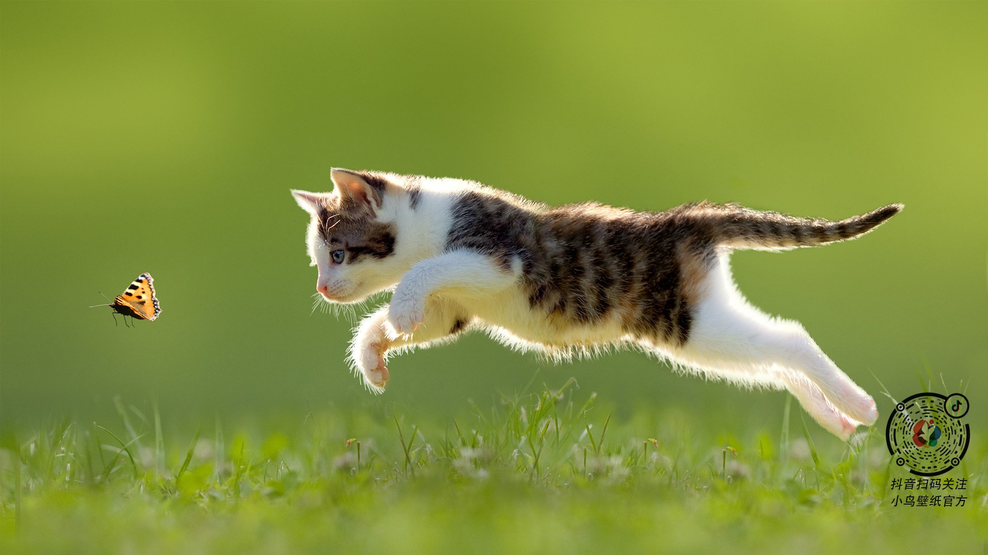 英格拉姆关键时刻挺身而出，深圳队力克黄蜂锁定季后赛关键胜利