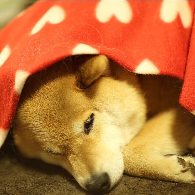 双线激战，意甲焦点对决与掘金强行终结太阳的体育盛宴