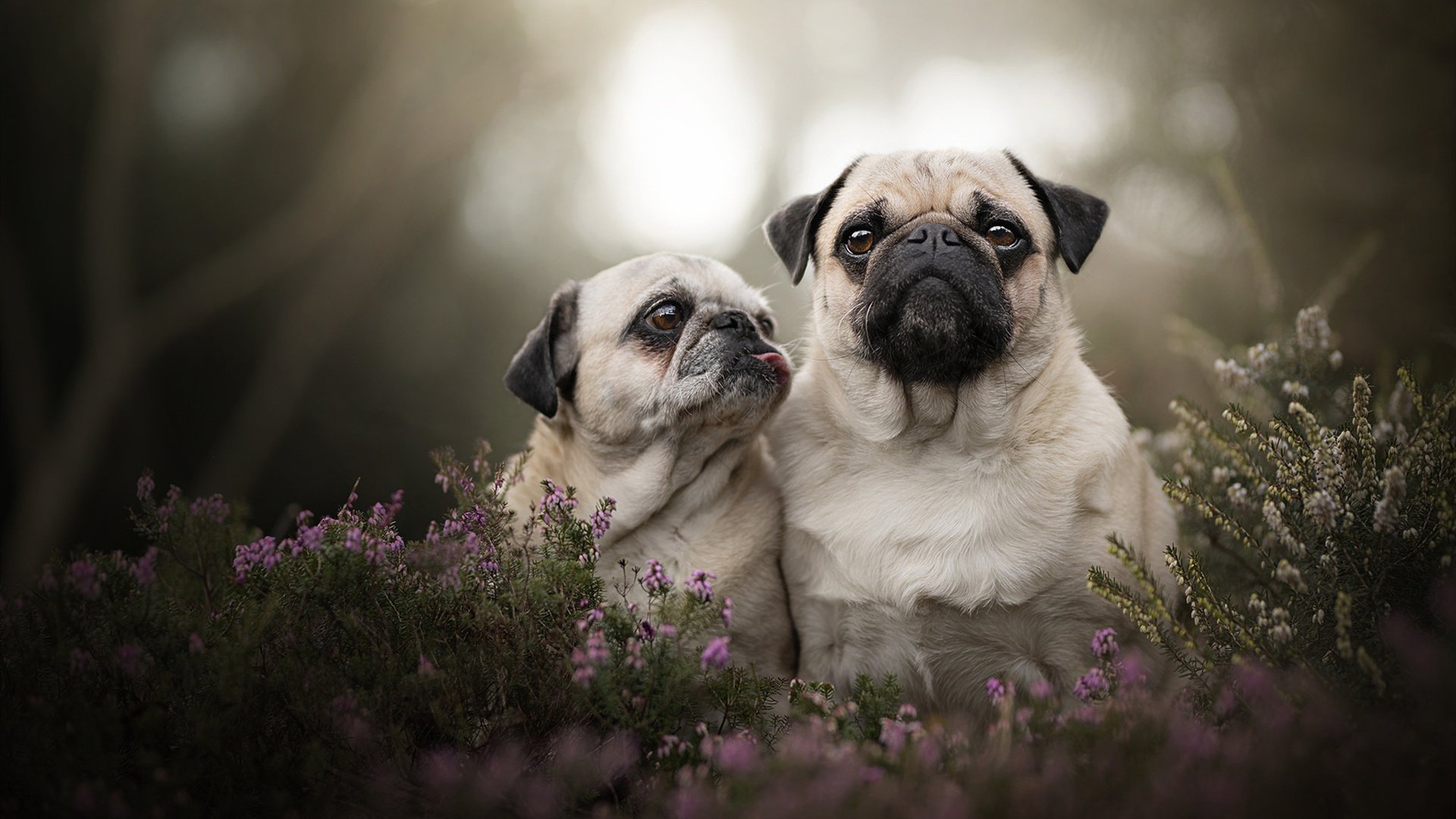 黑白直播网-锡安如山洪破闸，辽宁末节风暴卷走十一冠王