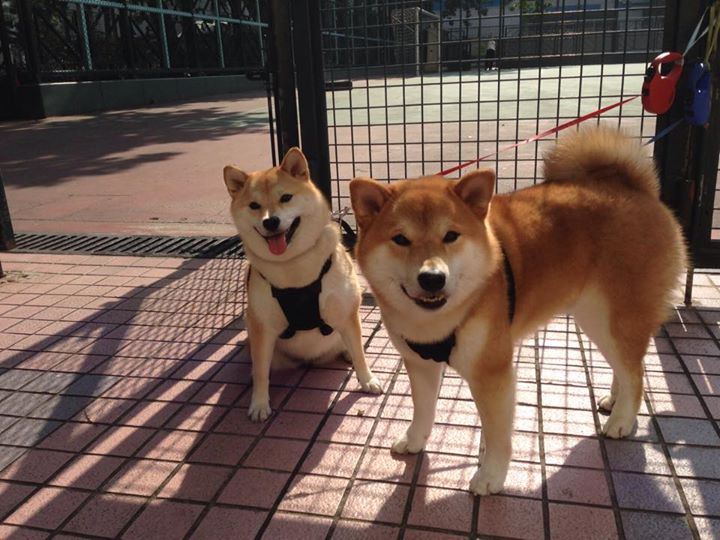 黑白直播nba-欧冠淘汰赛焦点战，吉林队逆风力克黄蜂，书写亚洲足球新篇章