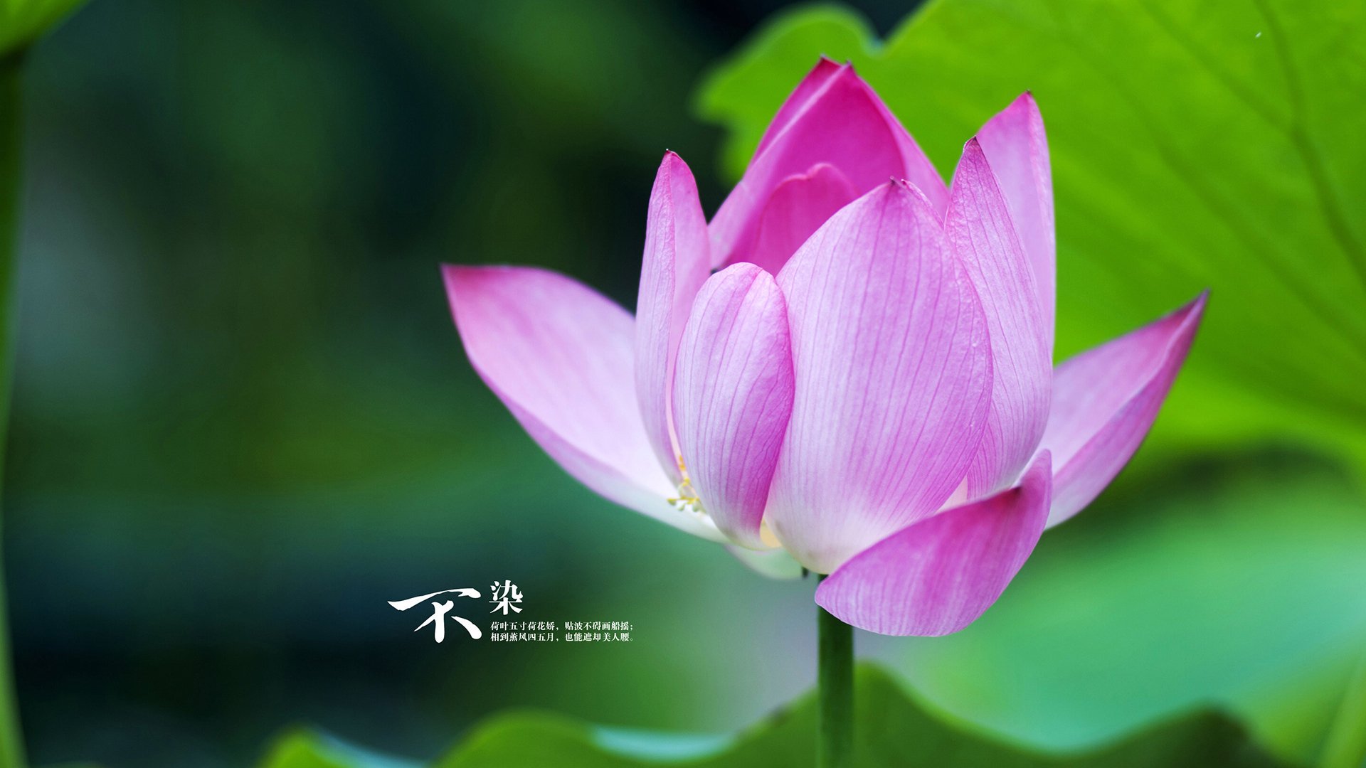 黑白直播体育-巴斯托尼里程碑之战助AC米兰稳胜克罗地亚劲旅