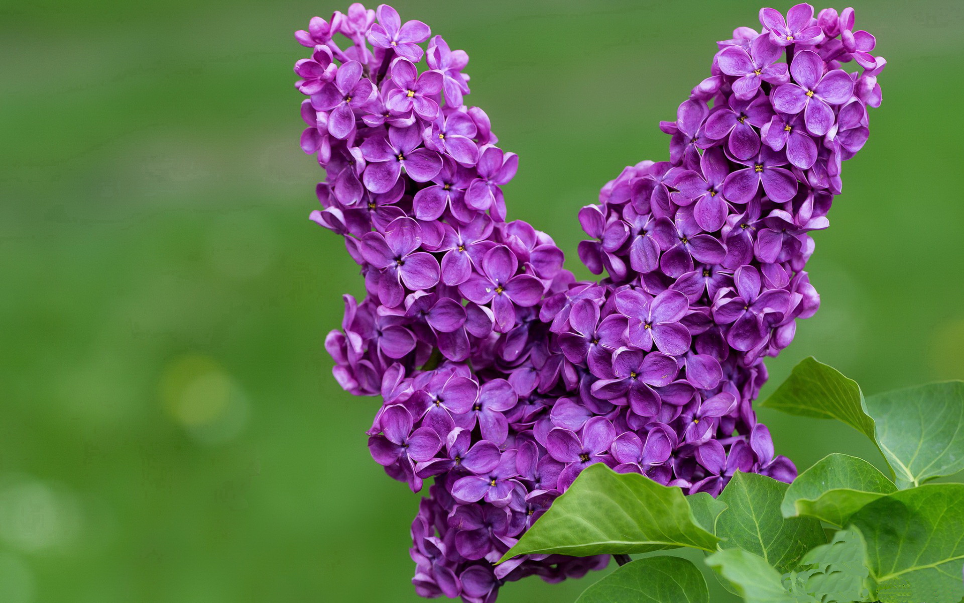 灼灼其华，世界杯北美之夜，克瓦拉茨赫利亚点燃绿茵