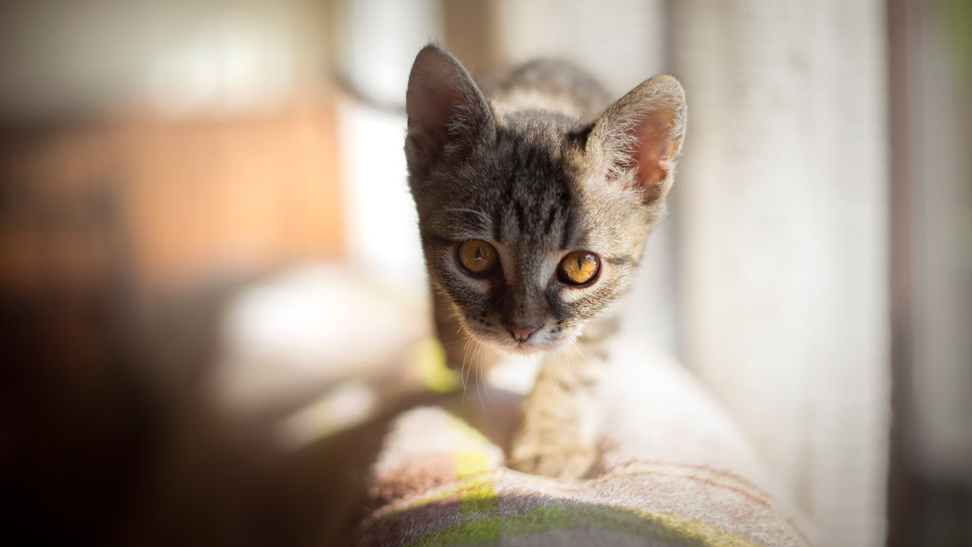 黑白直播nba在线观看-森林狼交易震撼尼克斯，浓眉美加墨世界杯展统治力