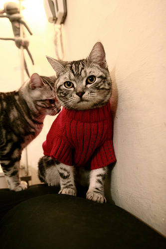 黑白直播免费体育直播-詹眉组合联手发力，湖人惊险击败森林狼