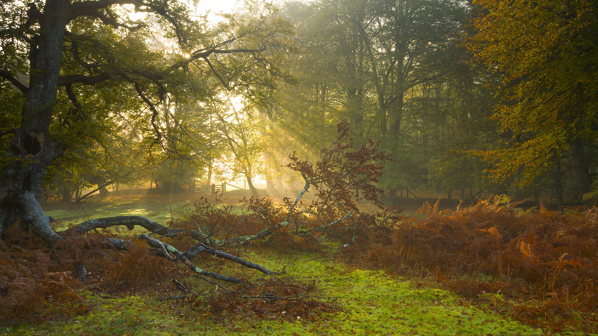 黑白直播网-凯尔特人打穿掘金，范弗利特一剑封喉，绿军战术完胜卫冕冠军
