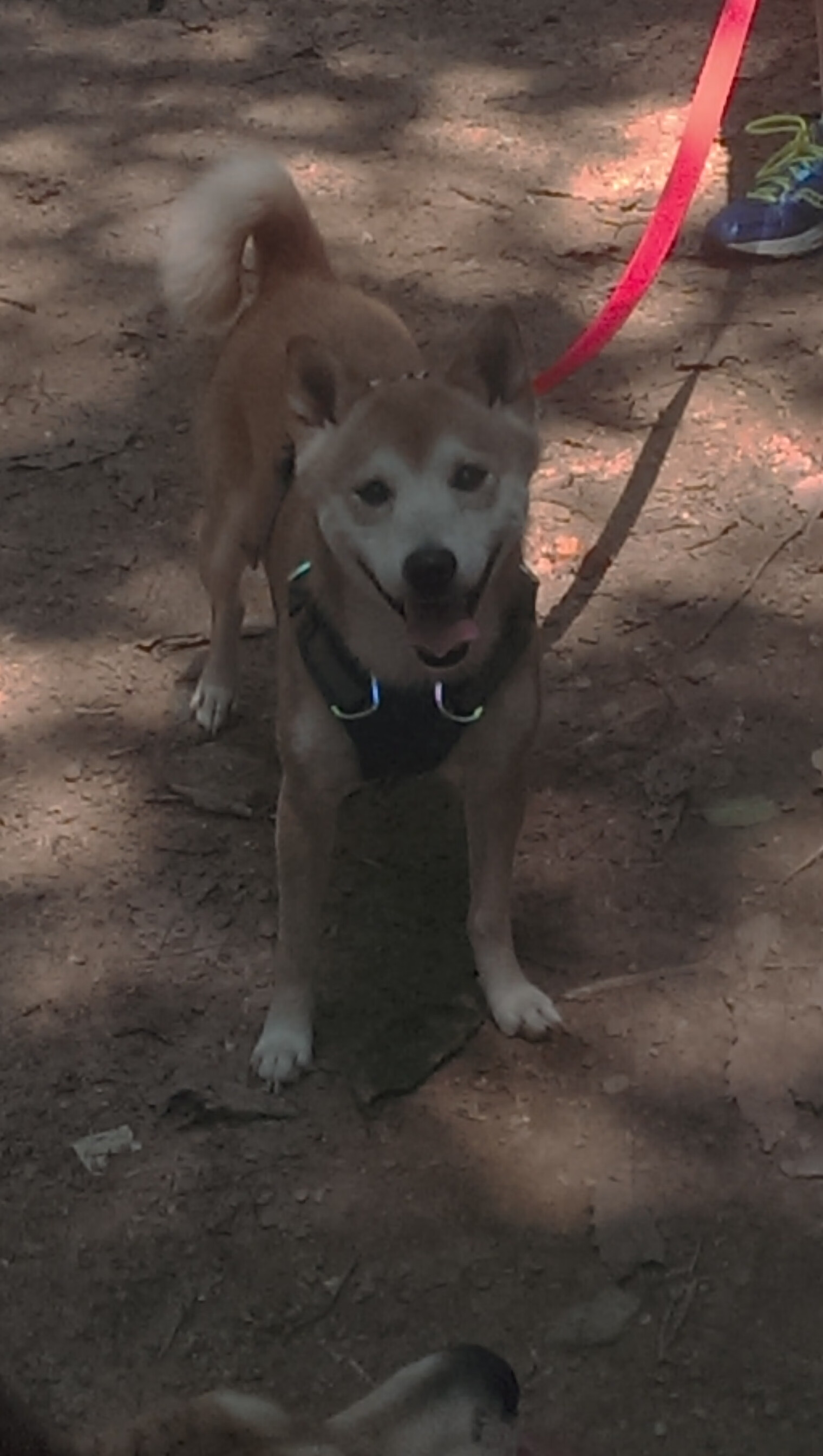 黑白直播在线观看-若日尼奥奏响冰与火之歌,当丹麦铁壁遭遇利物浦洪流,一位指挥官如何重塑比赛灵魂