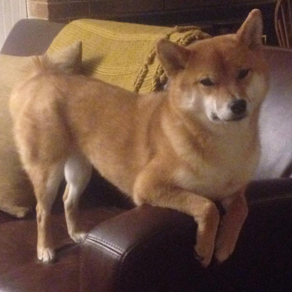 横跨太平洋的较量,当新疆飞虎遭遇撕裂之城,班凯罗的稳定哲学如何主宰比赛?