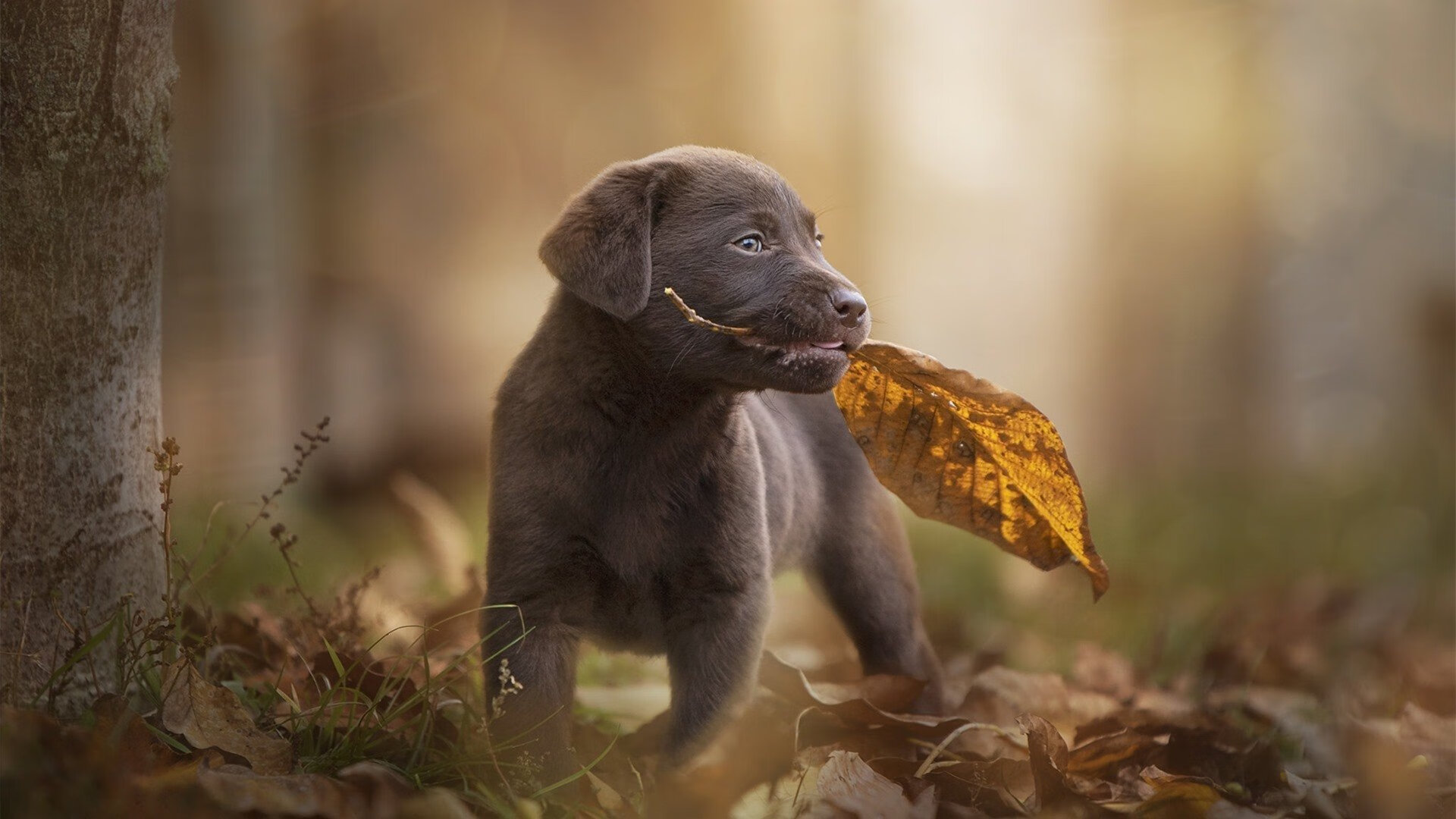 黑白直播nba-当群狼撕碎孤星,德罗赞无解单打背后的团队篮球悖论