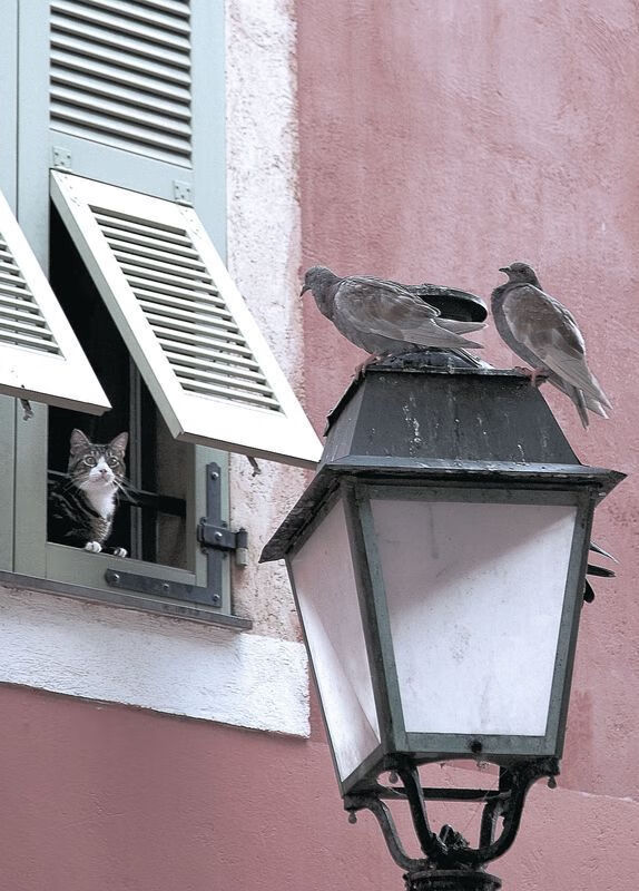 新旧王者的分水岭,尼日利亚新星闪耀与赖斯的德加冕礼