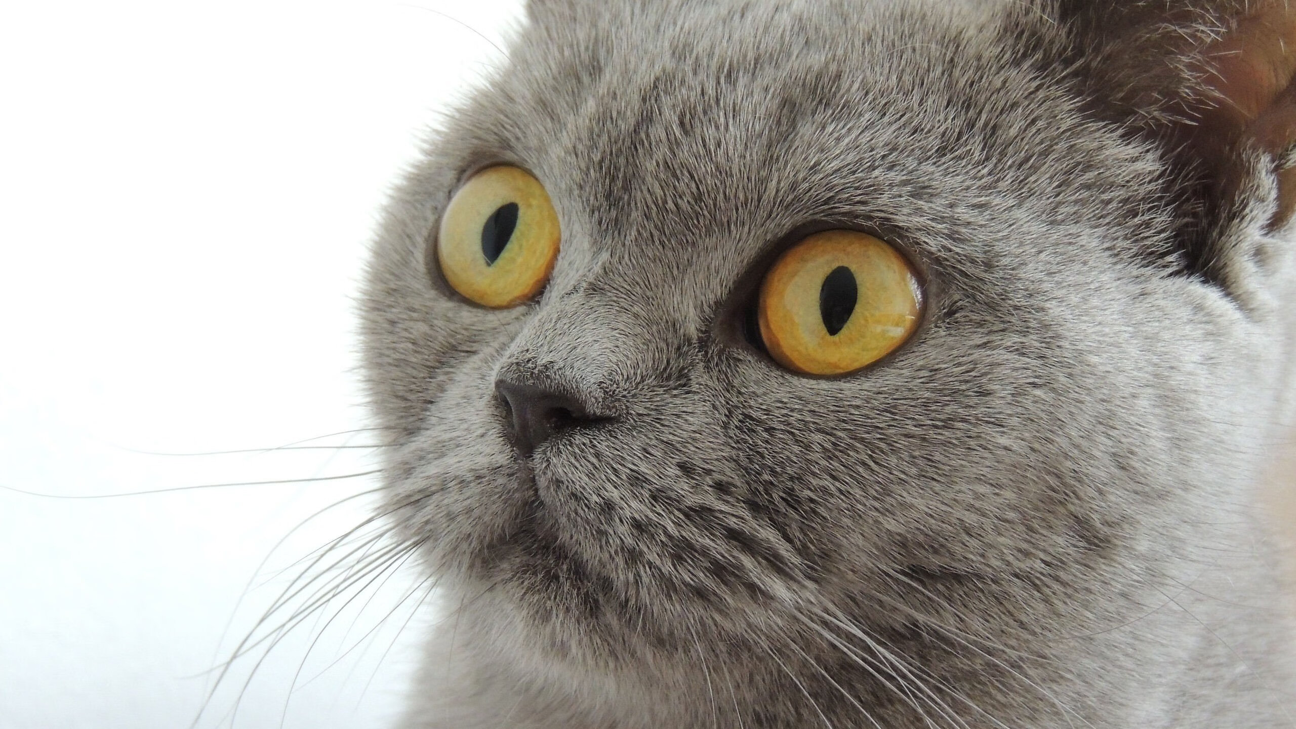 风驰电掣与铁蹄轰鸣,F1揭幕战悬念拉满,步行者团队风暴击溃雷霆