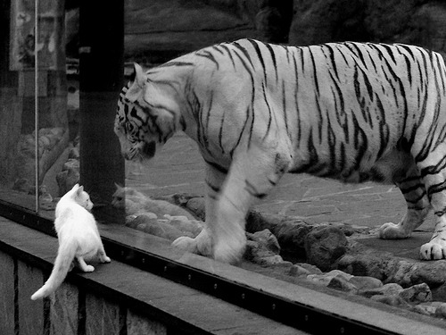 黑白直播-天神降临！字母哥轰下47+18+6，统治攻防助国王力克联盟第一凯尔特人