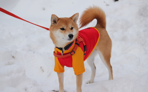 生死战拉文主宰赛场，独行侠惊险击败雷霆晋级总决赛