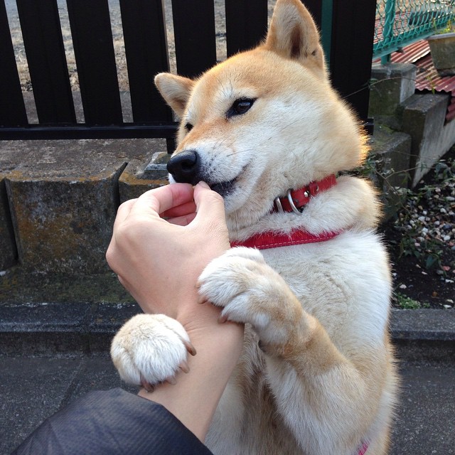 黑白直播nba在线观看-引擎与血肉的平行叙事,F1街道赛焦点战与喀麦隆神话的交响