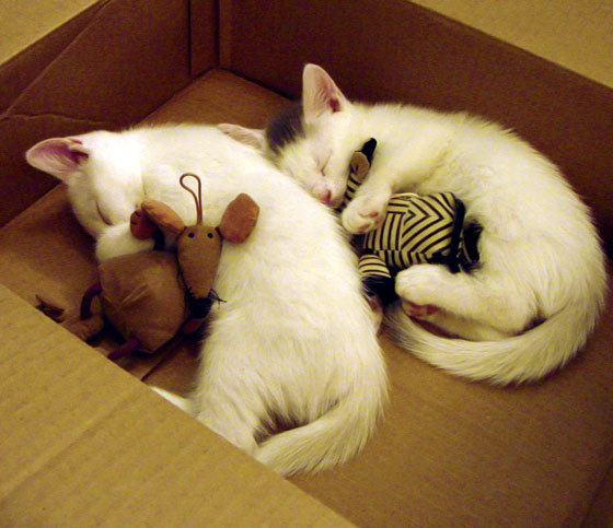 苏格兰足球文化制霸加拿大，基米希成关键先生引领新时代