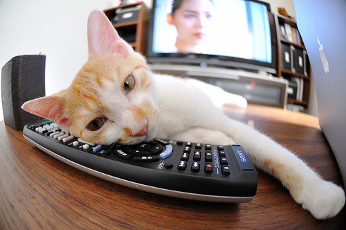 库里的启示,当三分箭雨席卷黄浦江,上海队如何以小球风暴掀翻辽宁王朝?