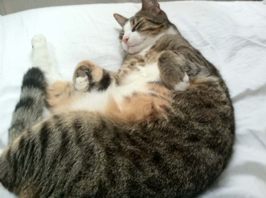 佩德里终场绝杀!瑞士险胜芬兰晋级之路悬念再起