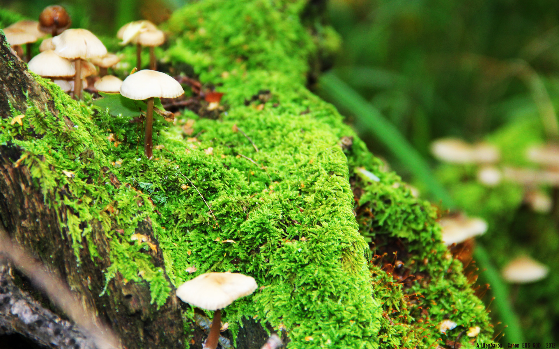 黑白直播-英超争冠之夜,卢卡库,隐形先生照亮曼城神坛