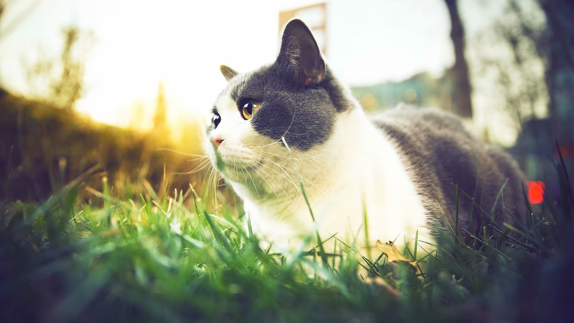 当土耳其收割曼城,卡塞米罗如何预见2026世界杯的统治