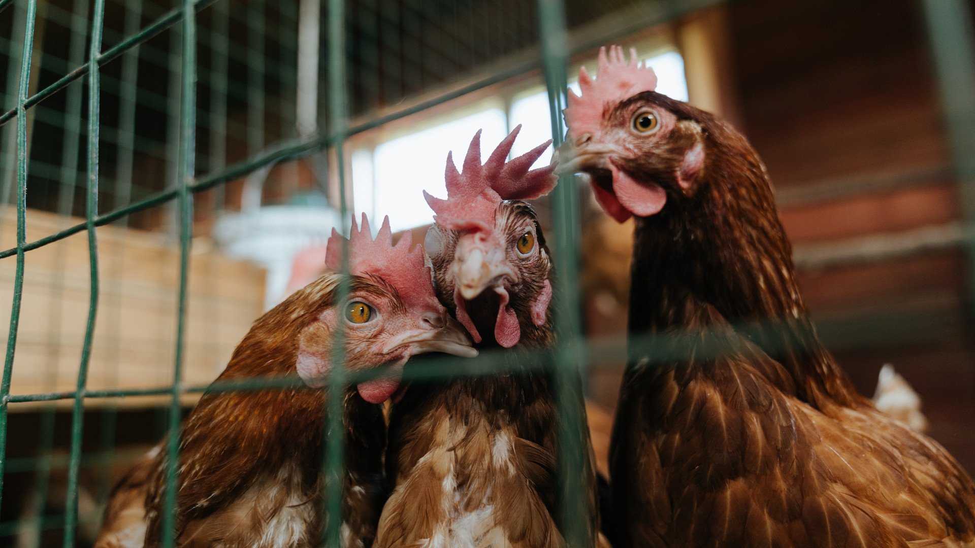 拉梅洛·鲍尔主宰战局，火箭与魔术激战中的关键先生