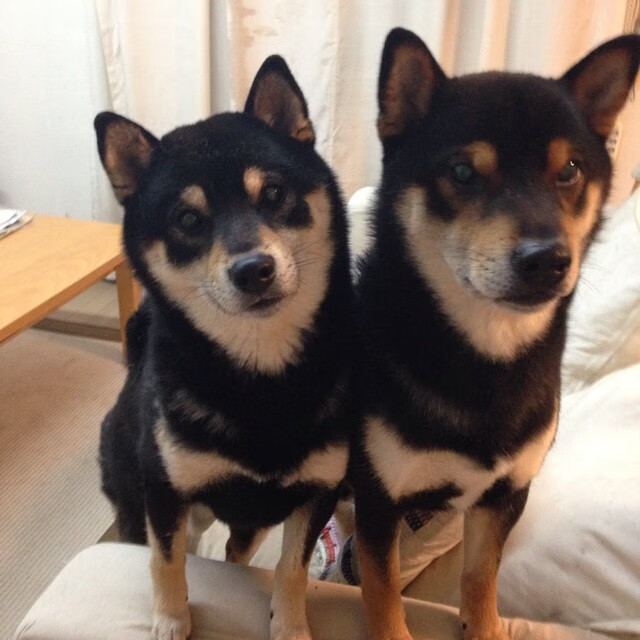 欧文独舞撕裂防线，独行侠力克浙江惊艳四座