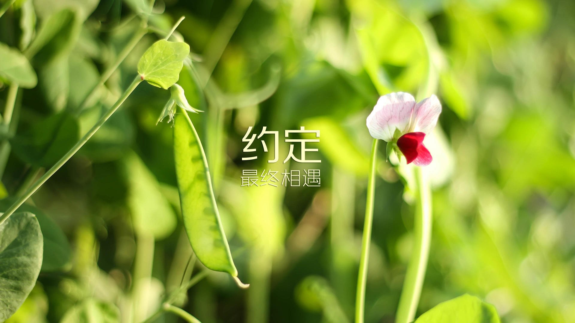 黑白直播网-沙漠风暴席卷南美，阿联酋横扫秘鲁，佩德里闪耀2026世界杯焦点战