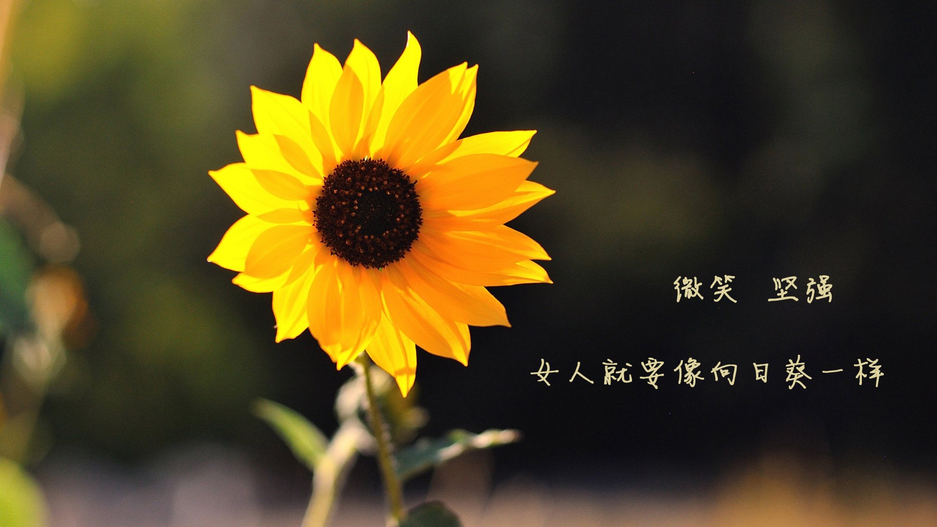 黑白直播-死亡之组风云再起，伊朗铁骑压制芬兰，B费耀世光芒照亮C组赛场